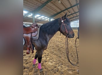Quarter horse américain, Hongre, 6 Ans, 148 cm, Bai