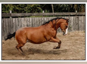 Quarter horse américain, Hongre, 6 Ans, 148 cm, Bai
