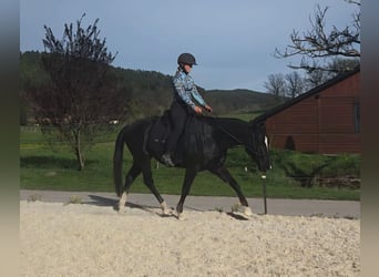 Quarter horse américain, Hongre, 6 Ans, 149 cm, Noir