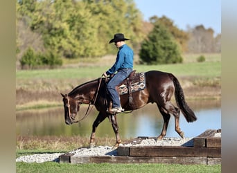 Quarter horse américain, Hongre, 6 Ans, 150 cm, Alezan brûlé