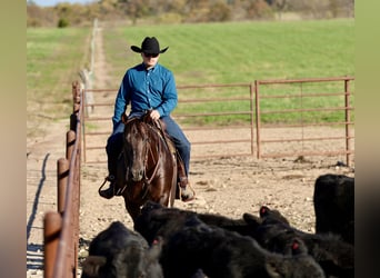 Quarter horse américain, Hongre, 6 Ans, 150 cm, Alezan brûlé