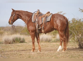 Quarter horse américain, Hongre, 6 Ans, 150 cm, Alezan cuivré