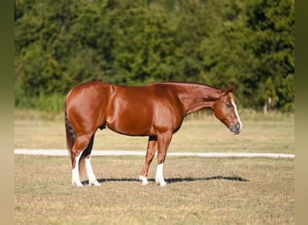 Quarter horse américain, Hongre, 6 Ans, 150 cm, Alezan cuivré