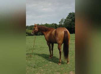 Quarter horse américain, Hongre, 6 Ans, 150 cm, Alezan