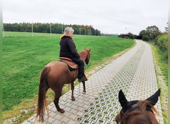 Quarter horse américain, Hongre, 6 Ans, 150 cm, Alezan
