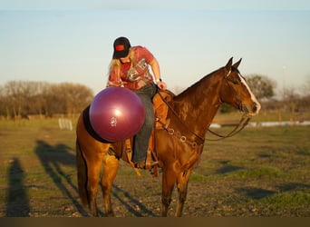 Quarter horse américain, Hongre, 6 Ans, 150 cm, Bai cerise