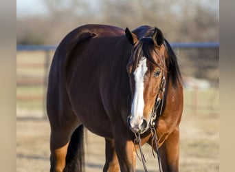 Quarter horse américain, Hongre, 6 Ans, 150 cm, Bai cerise