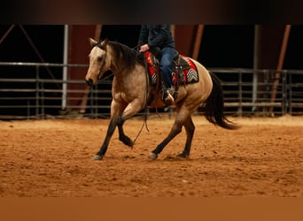 Quarter horse américain, Hongre, 6 Ans, 150 cm, Buckskin