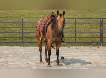 Quarter horse américain, Hongre, 6 Ans, 150 cm, Buckskin