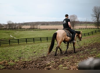 Quarter horse américain, Hongre, 6 Ans, 150 cm, Buckskin