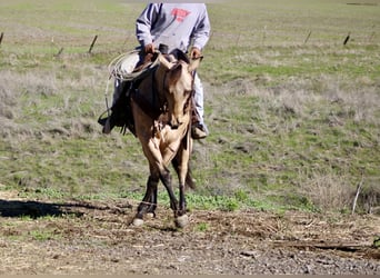 Quarter horse américain, Hongre, 6 Ans, 150 cm, Buckskin