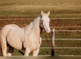 Quarter horse américain, Hongre, 6 Ans, 150 cm, Cremello
