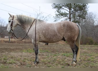 Quarter horse américain, Hongre, 6 Ans, 150 cm, Gris pommelé