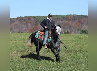 Quarter horse américain, Hongre, 6 Ans, 150 cm, Gris pommelé