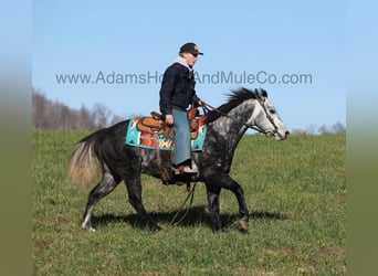 Quarter horse américain, Hongre, 6 Ans, 150 cm, Gris pommelé
