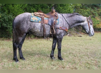 Quarter horse américain, Hongre, 6 Ans, 150 cm, Gris