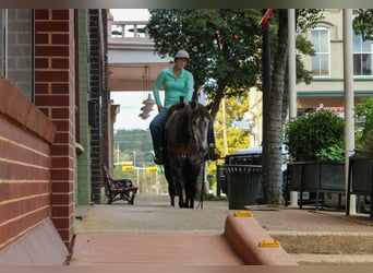 Quarter horse américain, Hongre, 6 Ans, 150 cm, Gris