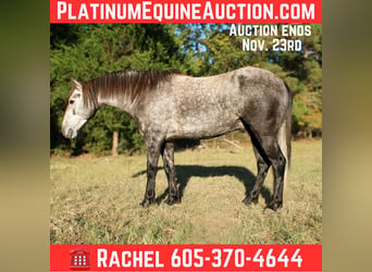 Quarter horse américain, Hongre, 6 Ans, 150 cm, Gris