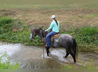 Quarter horse américain, Hongre, 6 Ans, 150 cm, Gris