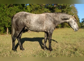 Quarter horse américain, Hongre, 6 Ans, 150 cm, Gris