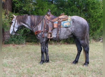 Quarter horse américain, Hongre, 6 Ans, 150 cm, Gris
