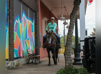Quarter horse américain, Hongre, 6 Ans, 150 cm, Gris