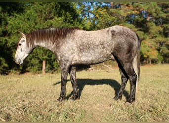 Quarter horse américain, Hongre, 6 Ans, 150 cm, Gris