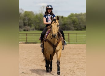 Quarter horse américain, Hongre, 6 Ans, 150 cm, Isabelle