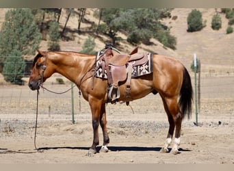 Quarter horse américain, Hongre, 6 Ans, 150 cm, Isabelle