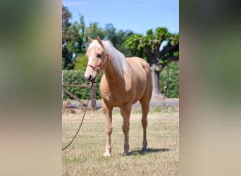 Quarter horse américain, Hongre, 6 Ans, 150 cm, Palomino