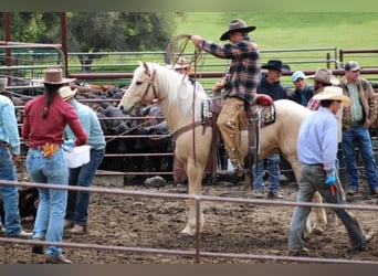 Quarter horse américain, Hongre, 6 Ans, 150 cm, Palomino