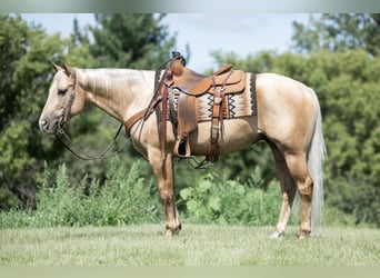 Quarter horse américain, Hongre, 6 Ans, 150 cm, Palomino