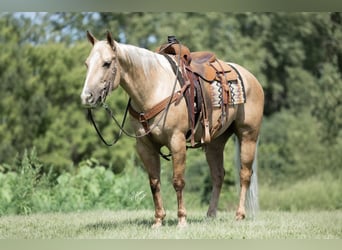 Quarter horse américain, Hongre, 6 Ans, 150 cm, Palomino