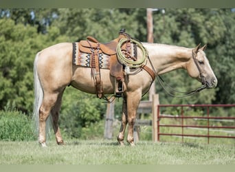 Quarter horse américain, Hongre, 6 Ans, 150 cm, Palomino