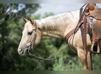 Quarter horse américain, Hongre, 6 Ans, 150 cm, Palomino