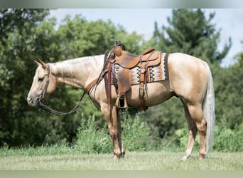 Quarter horse américain, Hongre, 6 Ans, 150 cm, Palomino