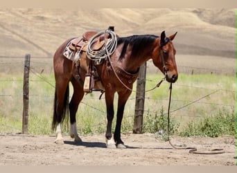 Quarter horse américain, Hongre, 6 Ans, 150 cm, Roan-Bay