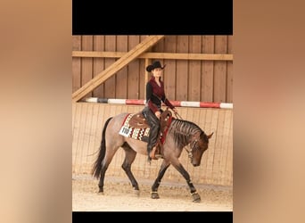 Quarter horse américain, Hongre, 6 Ans, 150 cm, Roan-Bay