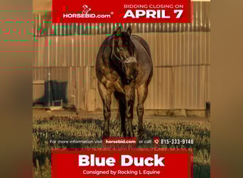 Quarter horse américain, Hongre, 6 Ans, 150 cm, Rouan Bleu