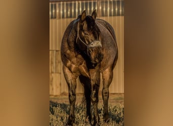 Quarter horse américain, Hongre, 6 Ans, 150 cm, Rouan Bleu