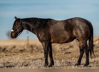 Quarter horse américain, Hongre, 6 Ans, 150 cm, Rouan Bleu
