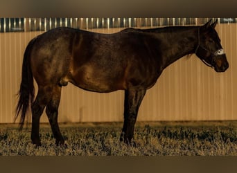 Quarter horse américain, Hongre, 6 Ans, 150 cm, Rouan Bleu