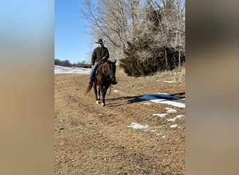 Quarter horse américain, Hongre, 6 Ans, 150 cm, Rouan Bleu