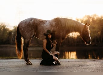 Quarter horse américain, Hongre, 6 Ans, 150 cm, Rouan Rouge