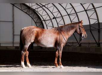 Quarter horse américain, Hongre, 6 Ans, 150 cm, Rouan Rouge