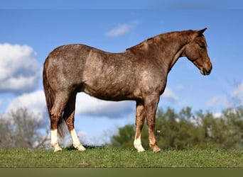 Quarter horse américain, Hongre, 6 Ans, 150 cm, Rouan Rouge