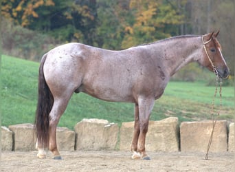 Quarter horse américain, Hongre, 6 Ans, 150 cm, Rouan Rouge