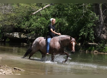 Quarter horse américain, Hongre, 6 Ans, 150 cm, Rouan Rouge