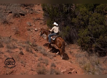 Quarter horse américain, Hongre, 6 Ans, 152 cm, Alezan cuivré