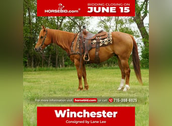 Quarter horse américain, Hongre, 6 Ans, 152 cm, Alezan cuivré